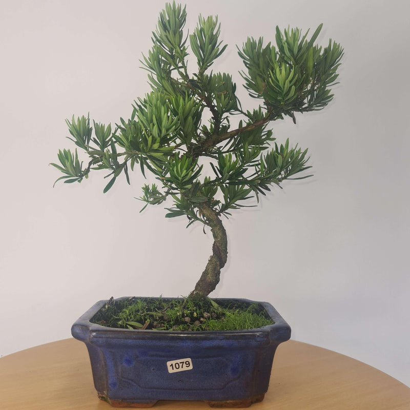 Buddhist Pine (Podocarpus Micro) Bonsai Tree | Shaped Style | Height 35-45cm | In 20cm Pot