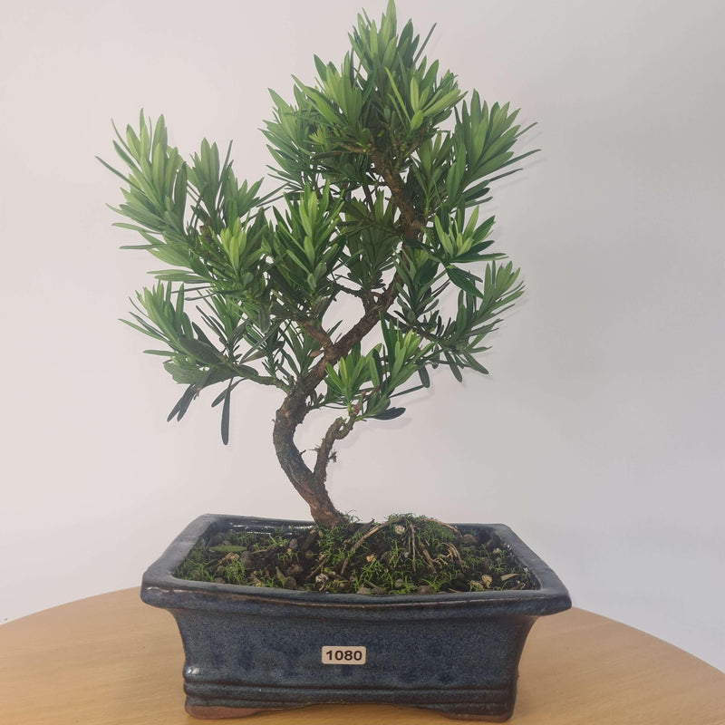 Buddhist Pine (Podocarpus Micro) Bonsai Tree | Shaped Style | Height 35-45cm | In 20cm Pot