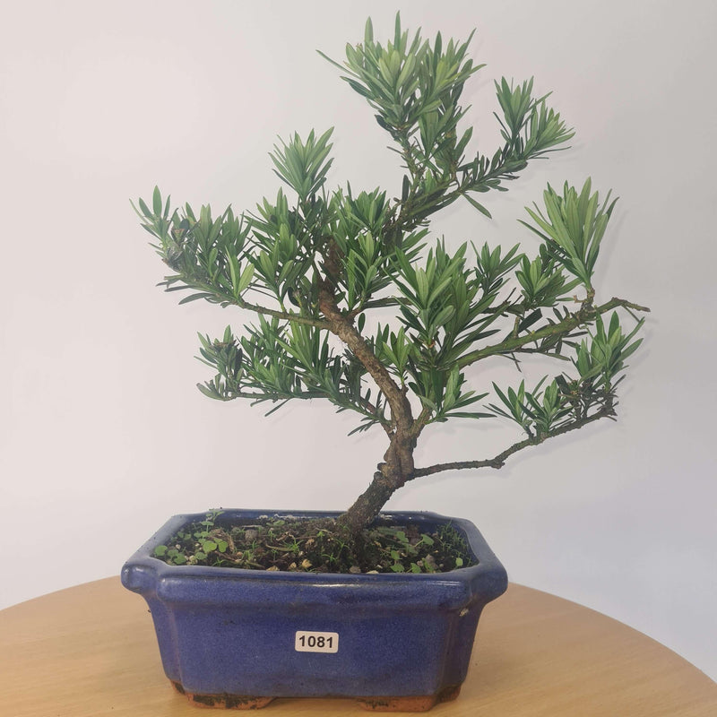 Buddhist Pine (Podocarpus Micro) Bonsai Tree | Shaped Style | Height 35-45cm | In 20cm Pot