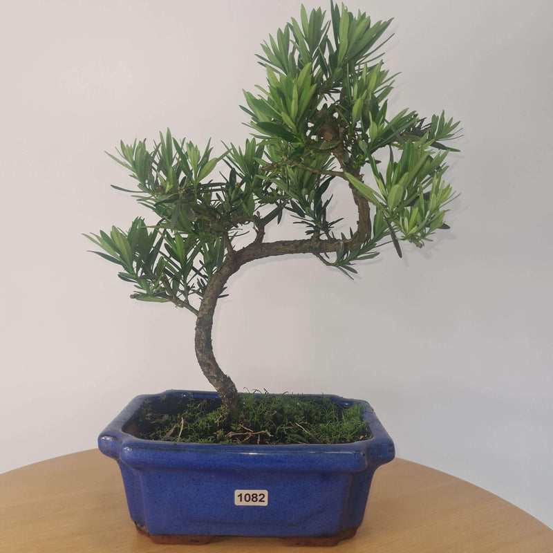 Buddhist Pine (Podocarpus Micro) Bonsai Tree | Shaped Style | Height 35-45cm | In 20cm Pot