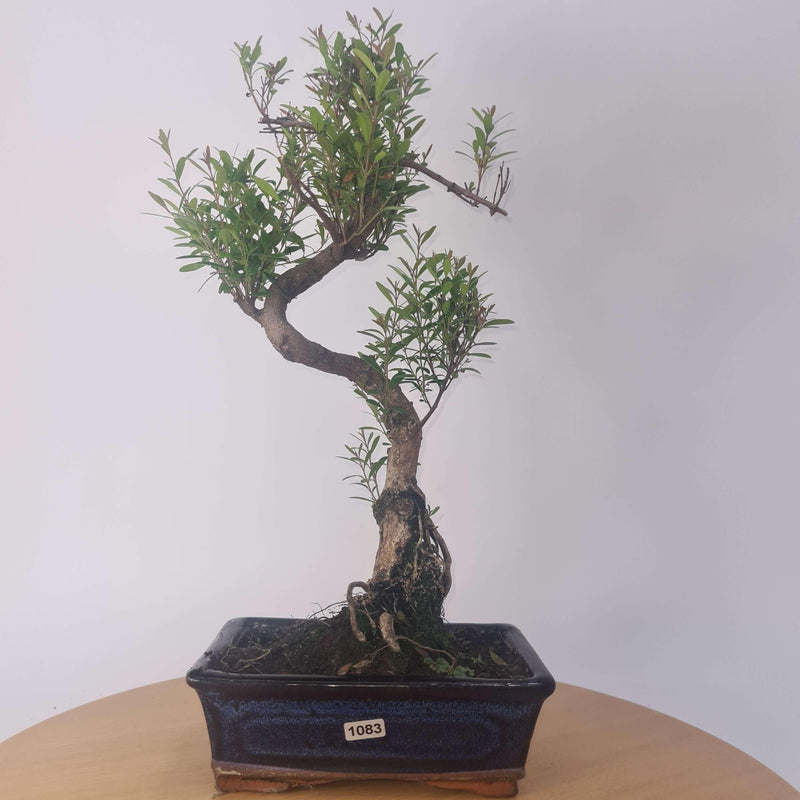 Brush Cherry (Syzygium) Bonsai Tree | Shaped | In 20cm Pot