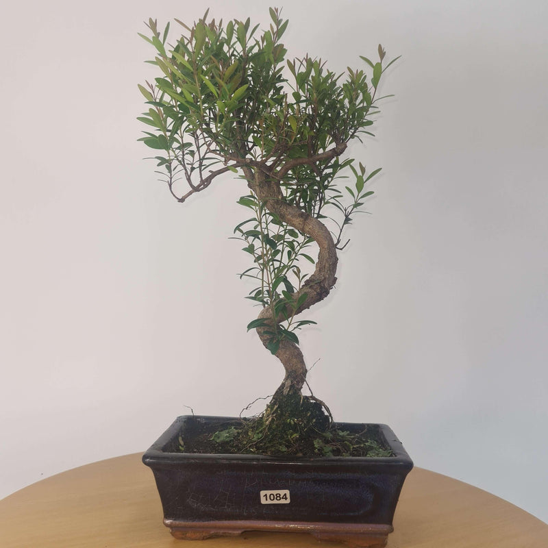 Brush Cherry (Syzygium) Bonsai Tree | Shaped | In 20cm Pot