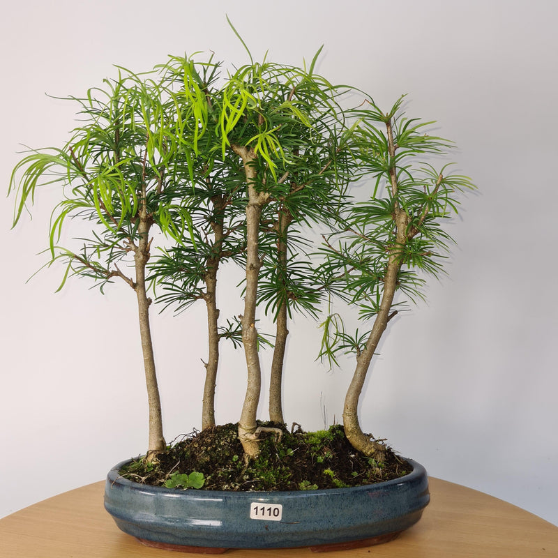 Golden Larch (Pseudolarix) Bonsai Tree Forest | Upright Style | Height 30-40cm | In 25cm Pot