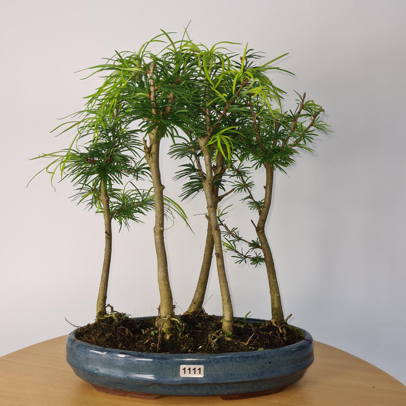 Golden Larch (Pseudolarix) Bonsai Tree Forest | Upright Style | Height 30-40cm | In 25cm Pot