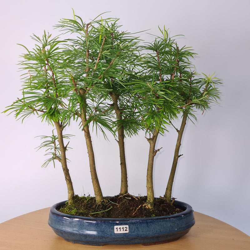 Golden Larch (Pseudolarix) Bonsai Tree Forest | Upright Style | Height 30-40cm | In 25cm Pot