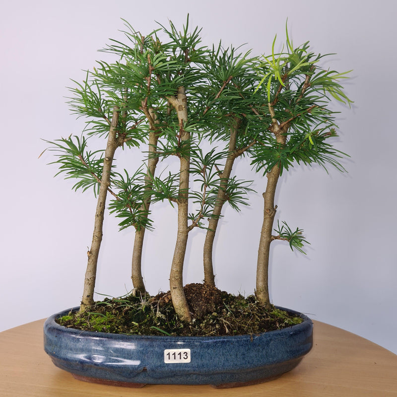 Golden Larch (Pseudolarix) Bonsai Tree Forest | Upright Style | Height 30-40cm | In 25cm Pot