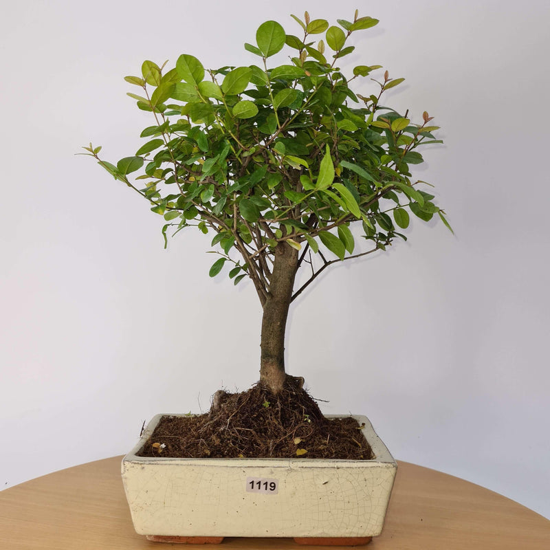 Bird Plum (Sageretia) Bonsai Tree | Broom Style | Height 35cm | In 20cm Pot