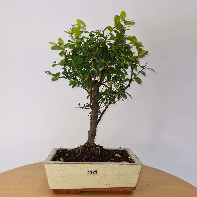 Bird Plum (Sageretia) Bonsai Tree | Broom Style | Height 35cm | In 20cm Pot