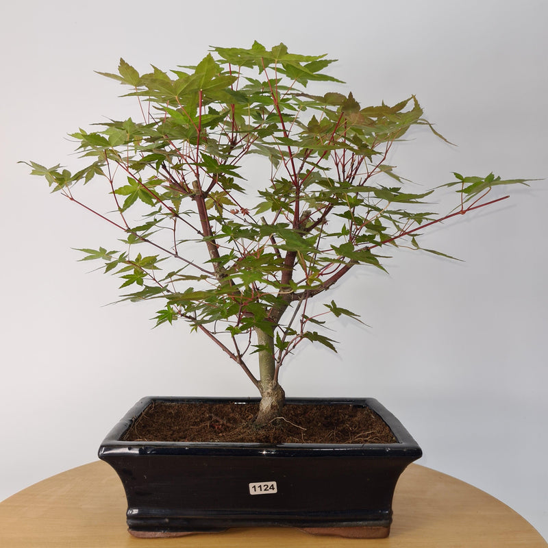 Japanese Maple (Acer) Bonsai Tree | Deshojo Informal Style | 40cm High | In 25cm Pot