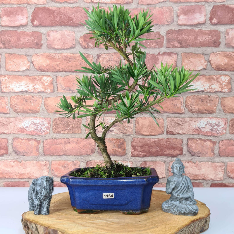 Buddhist Pine (Podocarpus Micro) Bonsai Tree | Shaped Style | Height 35-45cm | In 20cm Pot