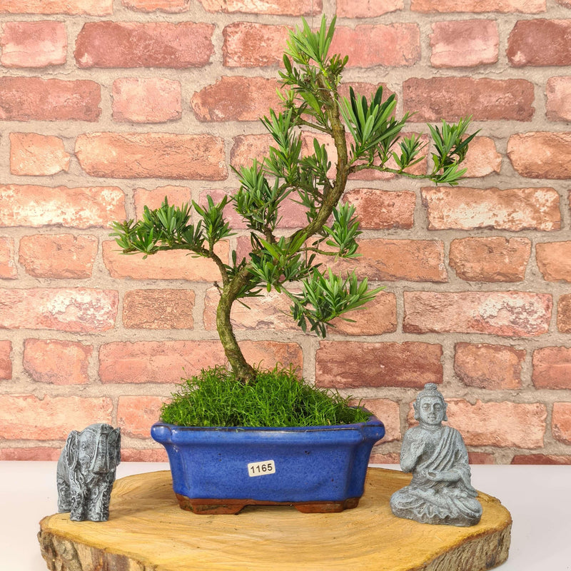 Buddhist Pine (Podocarpus Micro) Bonsai Tree | Shaped Style | Height 35-45cm | In 20cm Pot