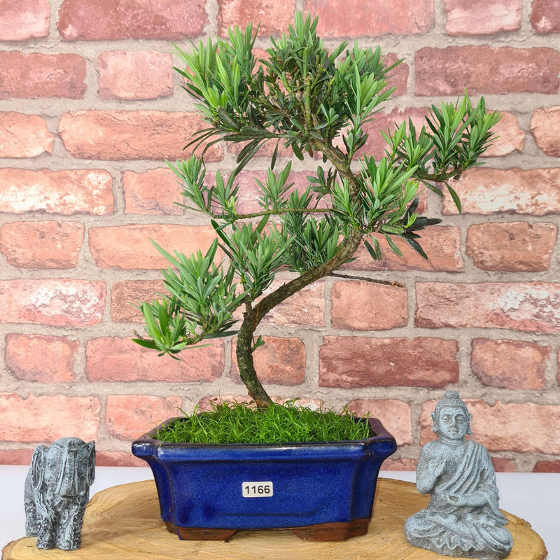 Buddhist Pine (Podocarpus Micro) Bonsai Tree | Shaped Style | Height 35-45cm | In 20cm Pot