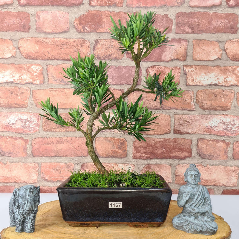 Buddhist Pine (Podocarpus Micro) Bonsai Tree | Shaped Style | Height 35-45cm | In 20cm Pot