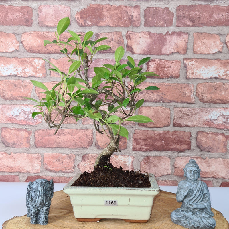 Ficus Microcarpa (Banyan Fig) Indoor Bonsai Tree | Shaped | In 15cm Pot