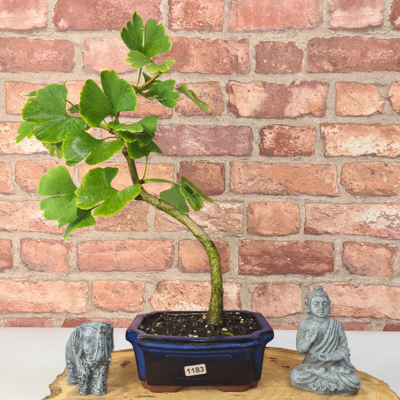 Ginkgo (Ginkgo Biloba) Bonsai Tree | Informal Upright | In 15cm Pot