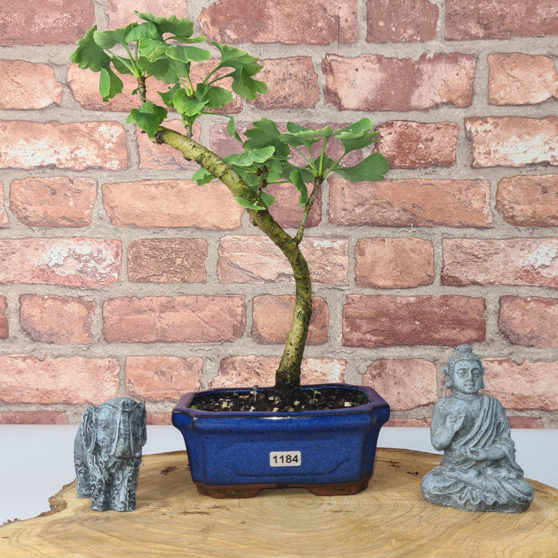Ginkgo (Ginkgo Biloba) Bonsai Tree | Informal Upright | In 15cm Pot