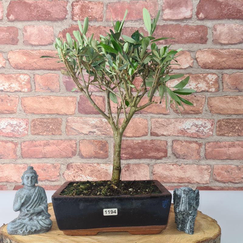 Olive (Olea) Bonsai Tree | Broom | In 20cm Pot