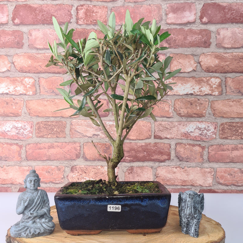 Olive (Olea) Bonsai Tree | Broom | In 20cm Pot