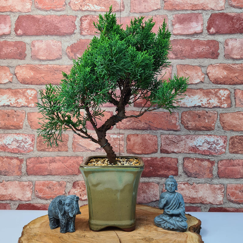 Chinese Juniper (Juniperus Chinensis) Bonsai Tree | Shaped Broom Style | In 13cm Pot