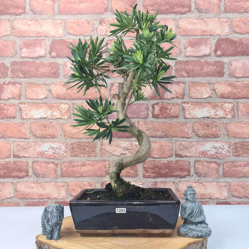Buddhist Pine (Podocarpus Micro) Bonsai Tree | Shaped | In 25cm Pot