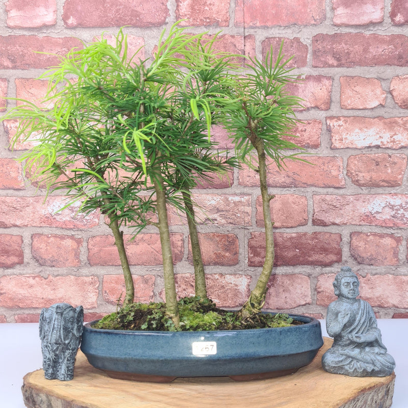 Golden Larch (Pseudolarix) Bonsai Tree Forest | Upright Style | Height 30-40cm | In 25cm Pot