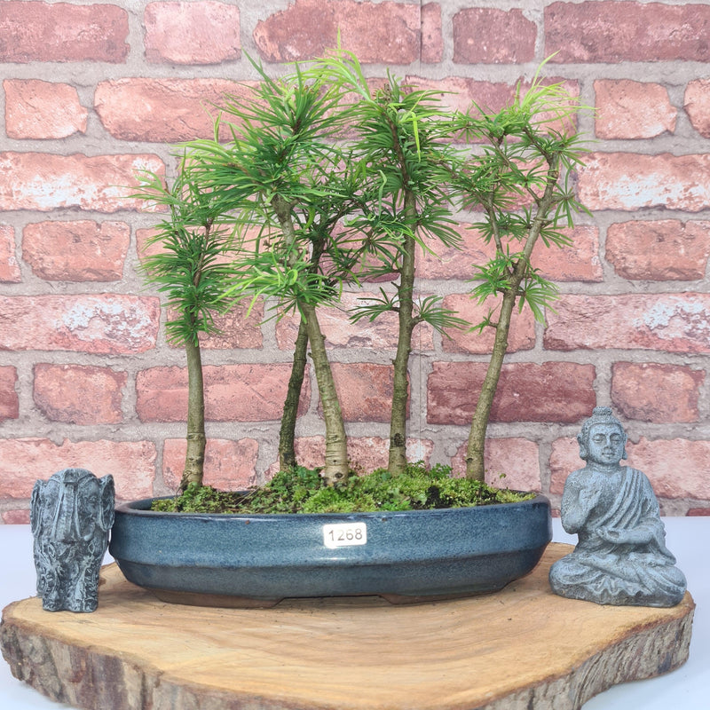 Golden Larch (Pseudolarix) Bonsai Tree Forest | Upright Style | Height 30-40cm | In 25cm Pot