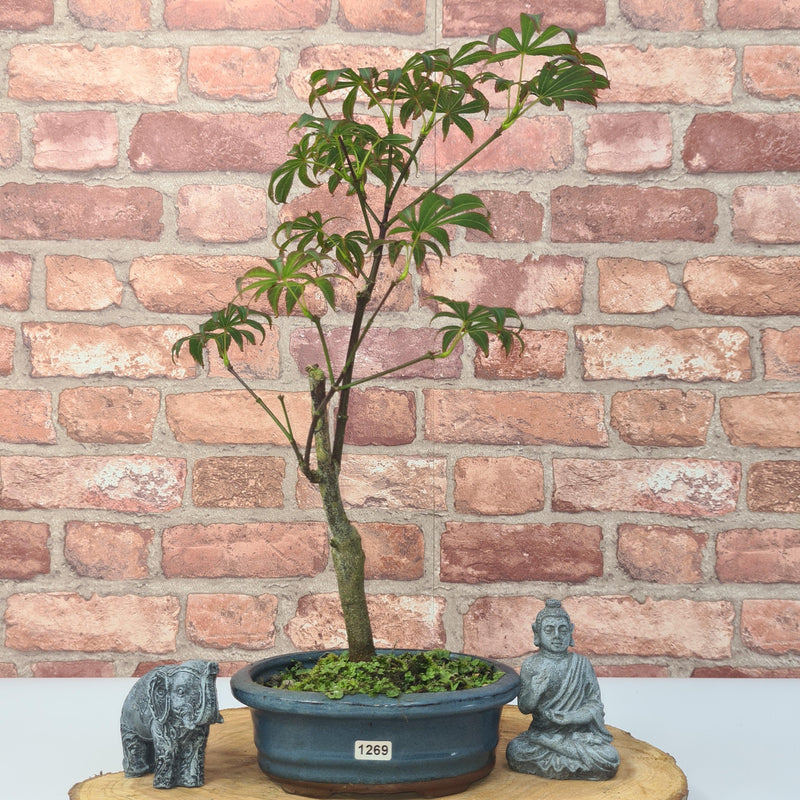 Japanese Maple (Acer) Bonsai Tree | Nomura | 35-45cm High | In 20cm Pot