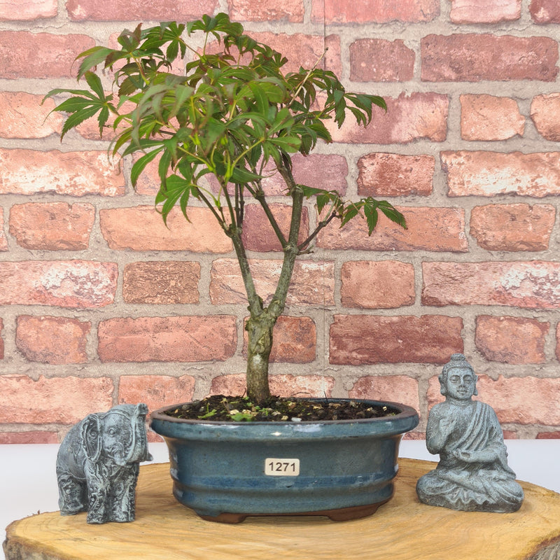 Japanese Maple (Acer) Bonsai Tree | Nomura | 35-45cm High | In 20cm Pot