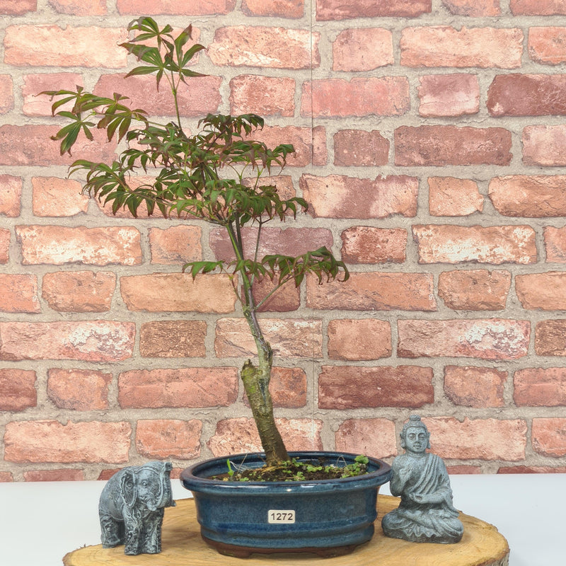 Japanese Maple (Acer) Bonsai Tree | Nomura | 35-45cm High | In 20cm Pot