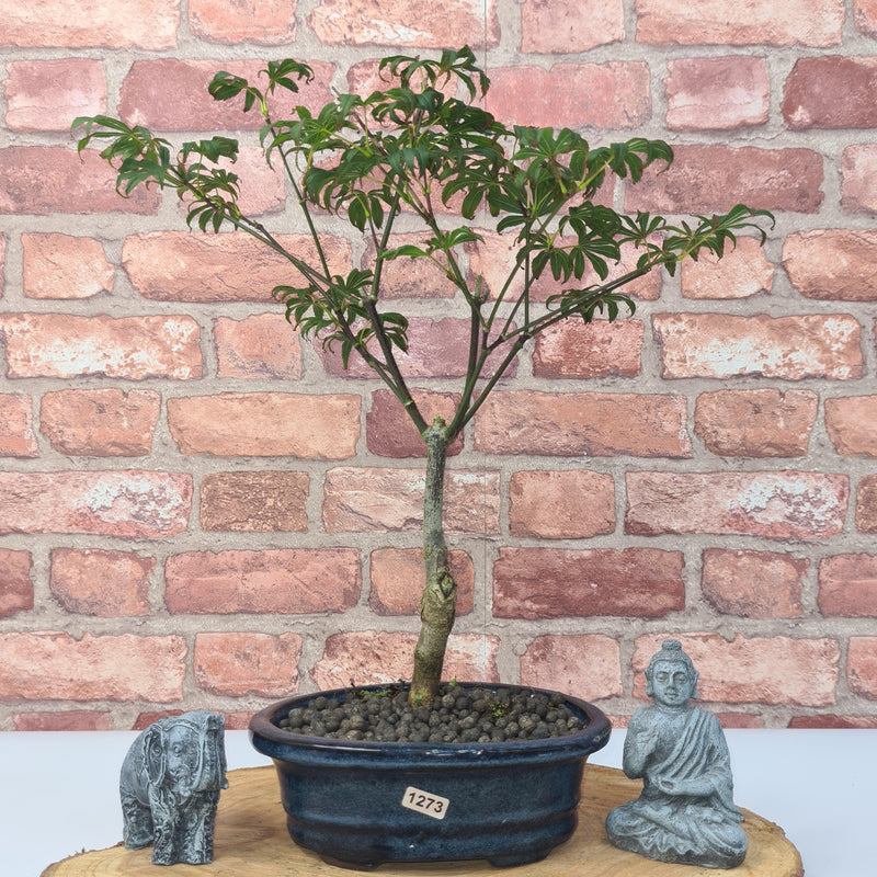 Japanese Maple (Acer) Bonsai Tree | Nomura | 35-45cm High | In 20cm Pot