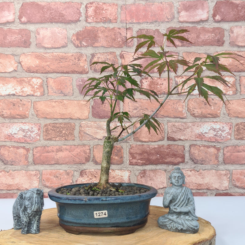 Japanese Maple (Acer) Bonsai Tree | Nomura | 35-45cm High | In 20cm Pot