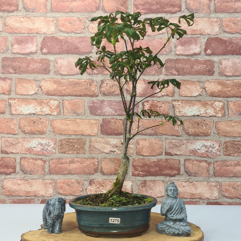 Japanese Maple (Acer) Bonsai Tree | Nomura | 35-45cm High | In 20cm Pot