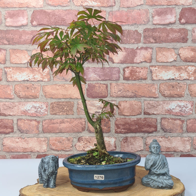 Japanese Maple (Acer) Bonsai Tree | Nomura | 35-45cm High | In 20cm Pot