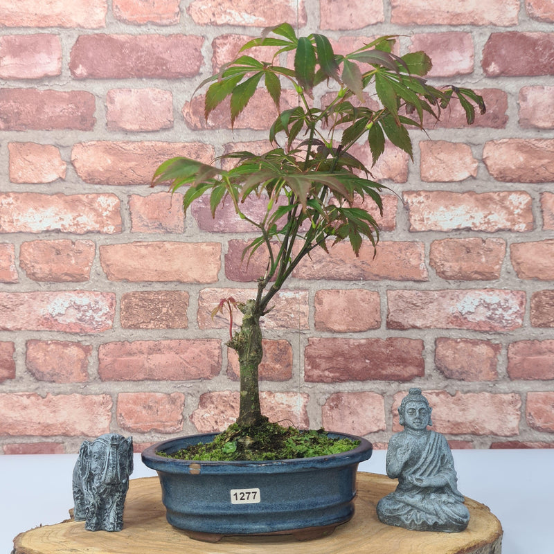 Japanese Maple (Acer) Bonsai Tree | Nomura | 35-45cm High | In 20cm Pot