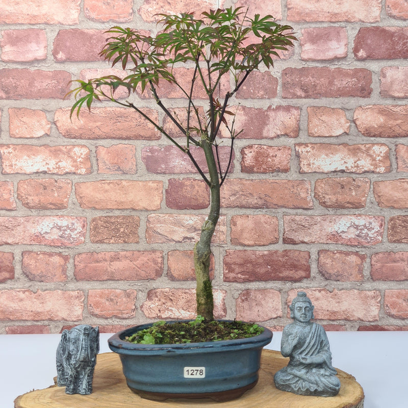 Japanese Maple (Acer) Bonsai Tree | Nomura | 35-45cm High | In 20cm Pot