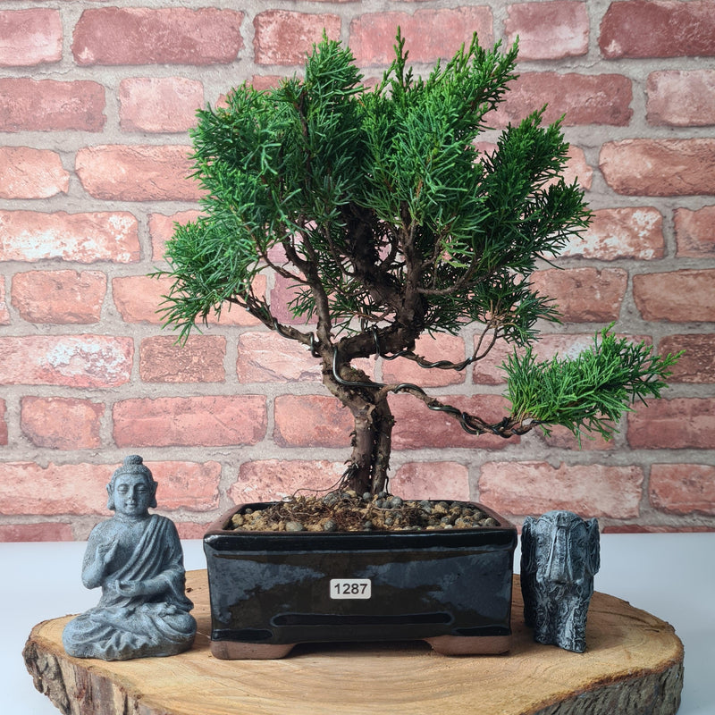 Chinese Juniper (Juniperus Chinensis) Bonsai Tree | Shaped | In 16cm Pot
