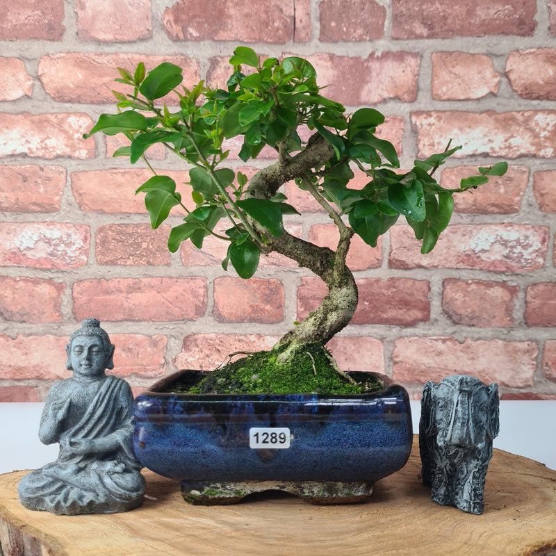 Chinese Privet (Ligustrum Sinense) Bonsai Tree | Shaped Style | In 15cm Pot