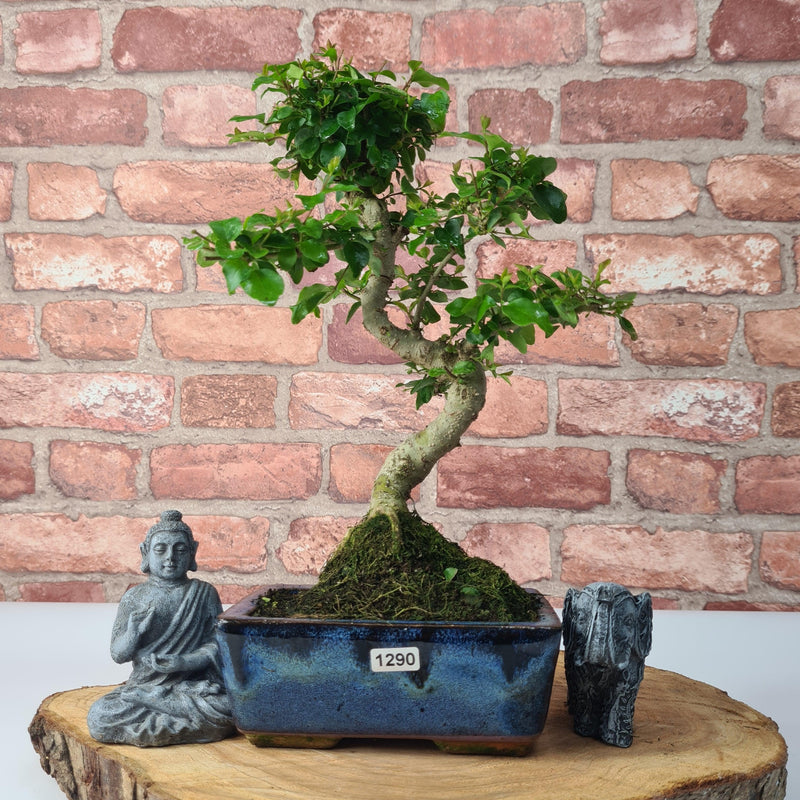 Chinese Privet (Ligustrum Sinense) Bonsai Tree | Shaped Style | In 15cm Pot