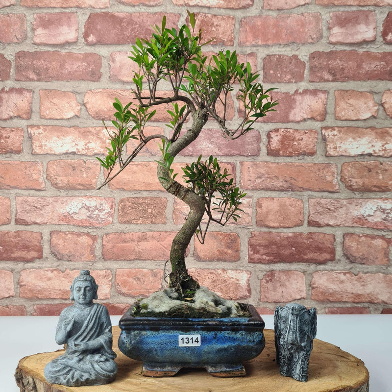 Brush Cherry (Syzygium) Bonsai Tree | Shaped | In 15cm Pot