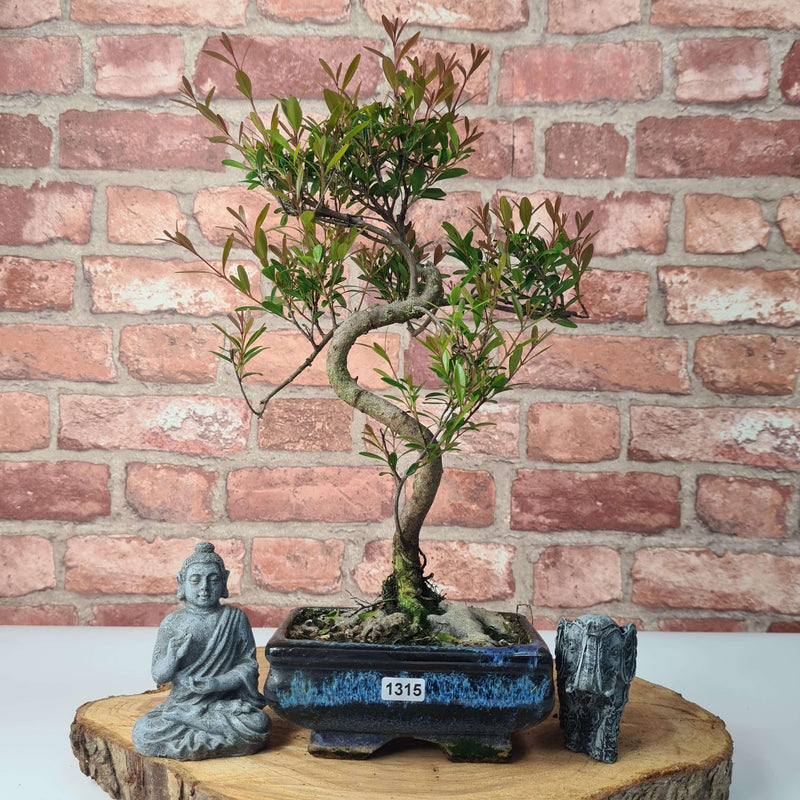 Brush Cherry (Syzygium) Bonsai Tree | Shaped | In 15cm Pot