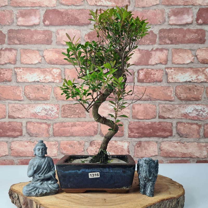 Brush Cherry (Syzygium) Bonsai Tree | Shaped | In 15cm Pot