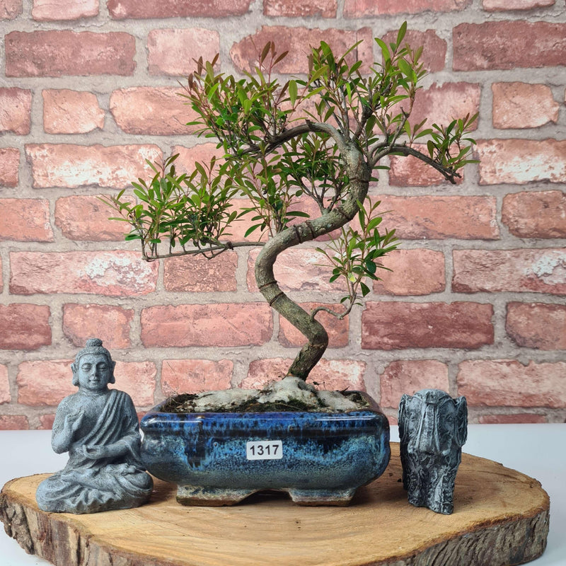 Brush Cherry (Syzygium) Bonsai Tree | Shaped | In 15cm Pot