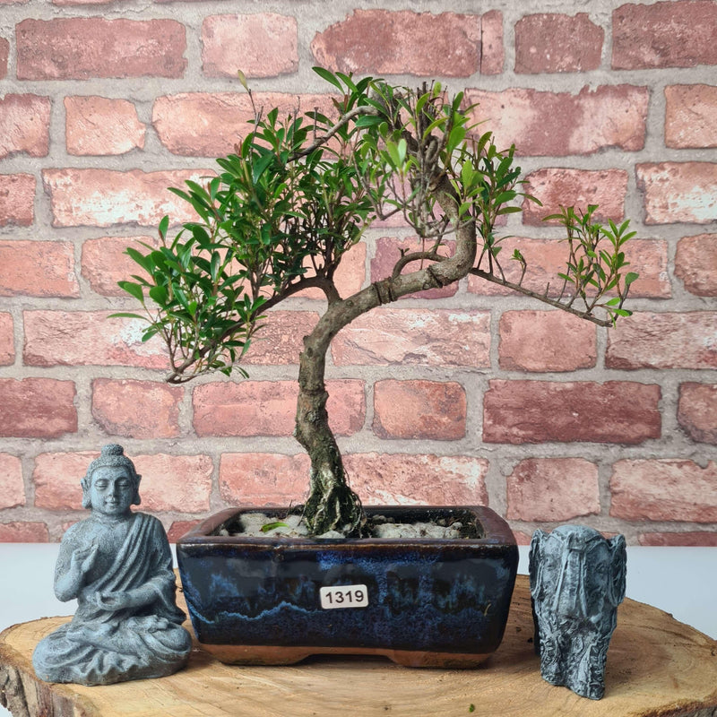 Brush Cherry (Syzygium) Bonsai Tree | Shaped | In 15cm Pot