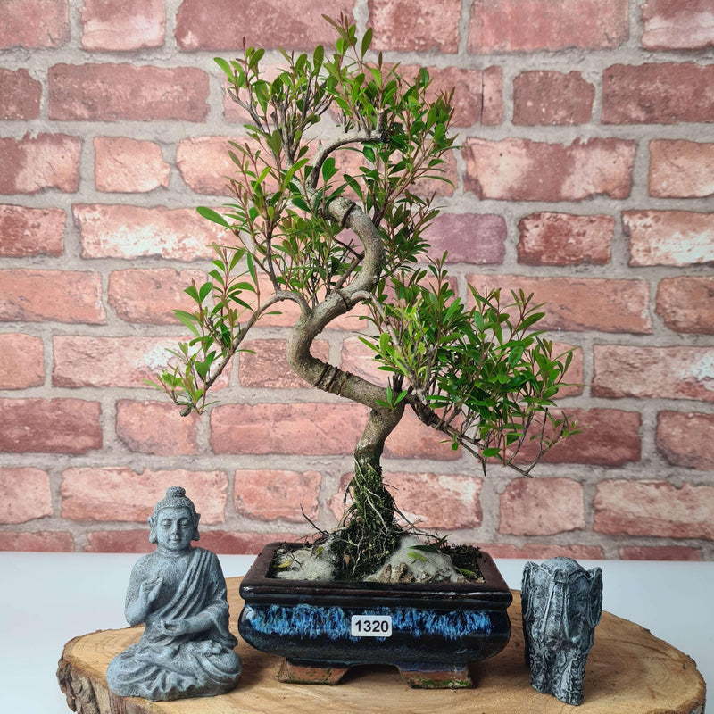 Brush Cherry (Syzygium) Bonsai Tree | Shaped | In 15cm Pot