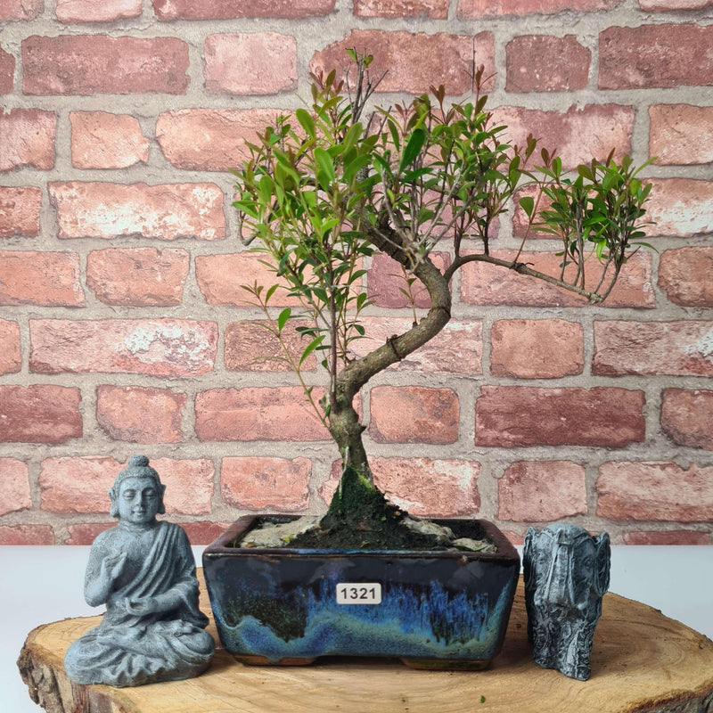 Brush Cherry (Syzygium) Bonsai Tree | Shaped | In 15cm Pot