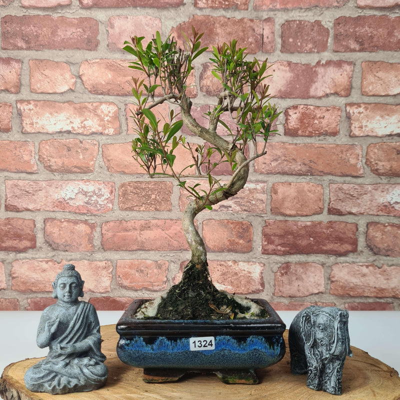 Brush Cherry (Syzygium) Bonsai Tree | Shaped | In 15cm Pot