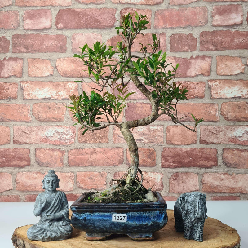 Brush Cherry (Syzygium) Bonsai Tree | Shaped | In 15cm Pot