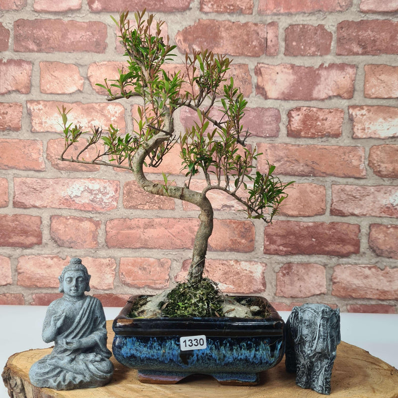 Brush Cherry (Syzygium) Bonsai Tree | Shaped | In 15cm Pot