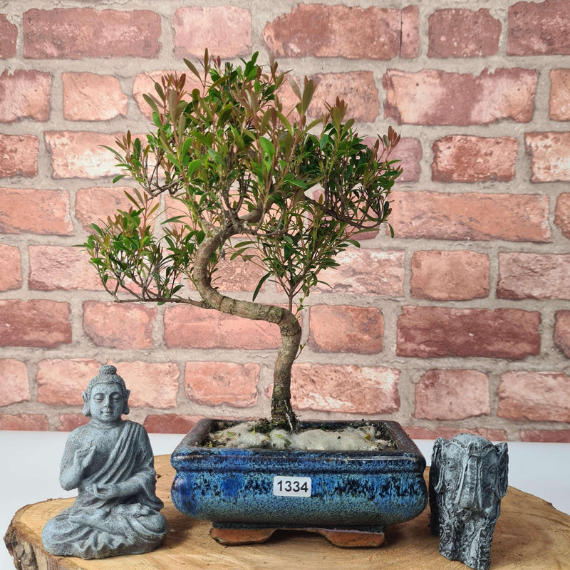 Brush Cherry (Syzygium) Bonsai Tree | Shaped | In 15cm Pot