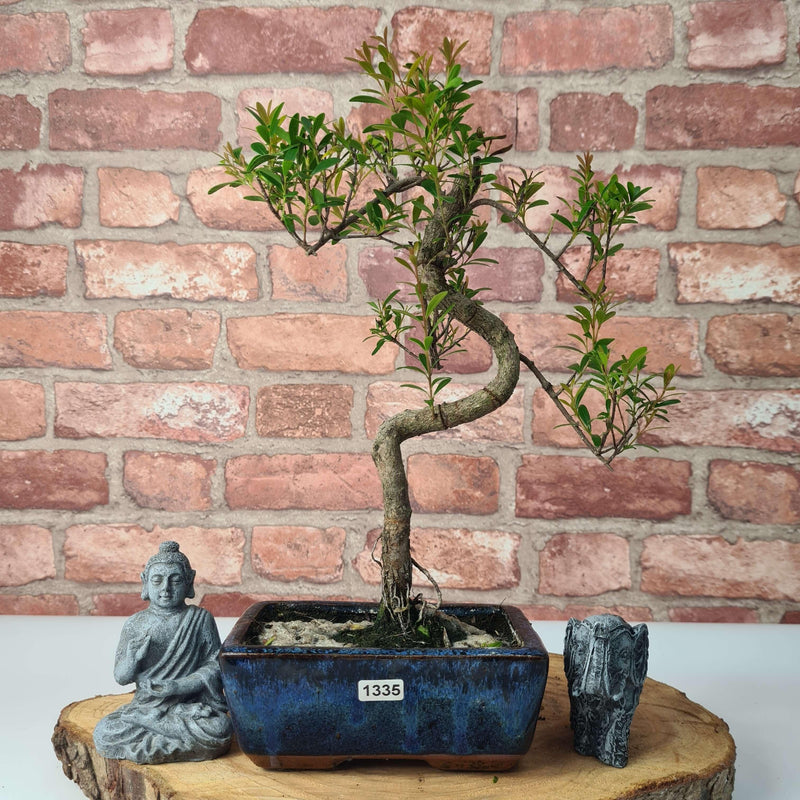 Brush Cherry (Syzygium) Bonsai Tree | Shaped | In 15cm Pot